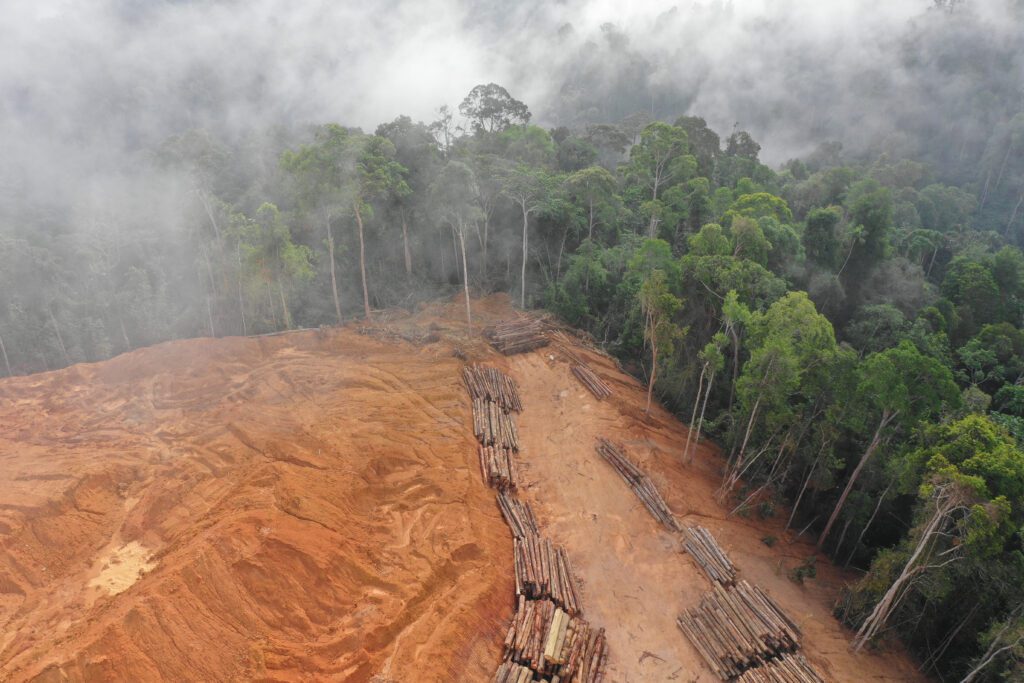Forest being removed by logging industry
