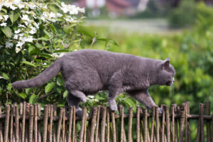 Grey cat walking on a fence.