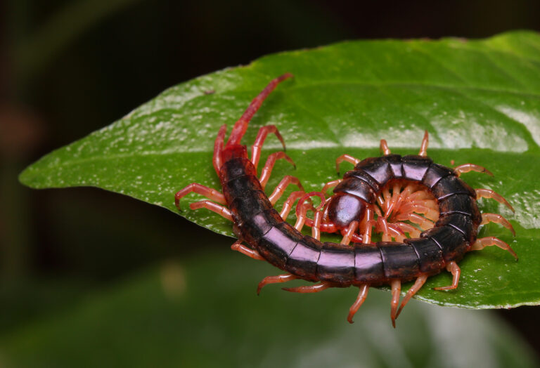 Centipede on a leaf.