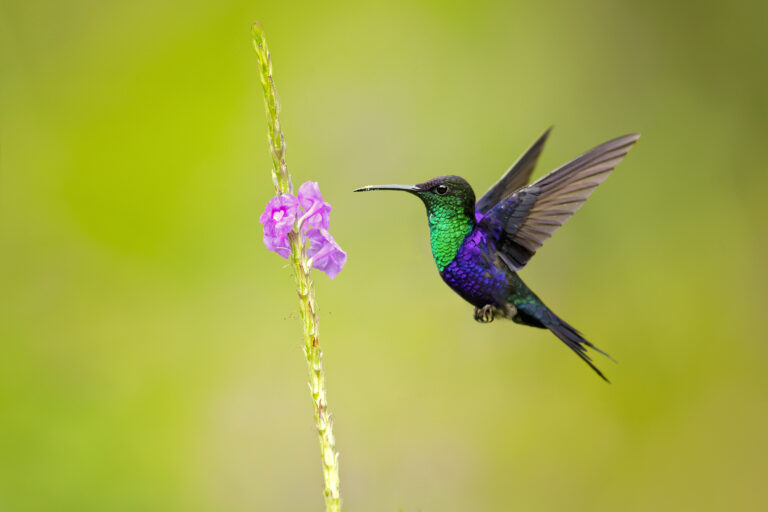 Hummingbird beside a flower.