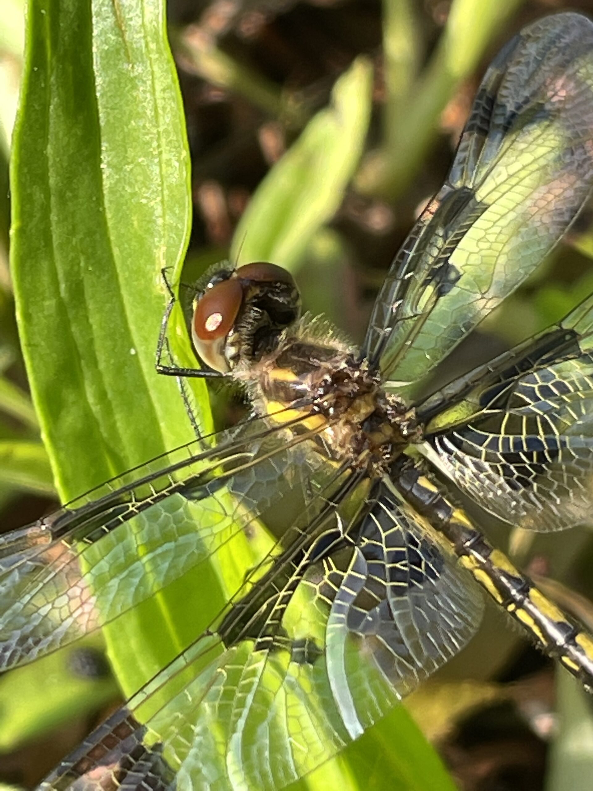 Dragonfly resting on a plant